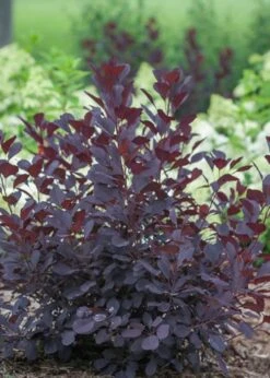 Winecraft Black Smokebush (Cotinus Coggygria) - 3 Gallon Pot 3 Winecraft Black Smokebush (Cotinus Coggygria) - 3 Gallon Pot -Garden Plant Shop Smokebush Winecraft Black 1 1