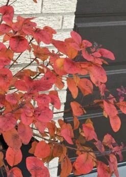 Winecraft Black Smokebush (Cotinus Coggygria) - 3 Gallon Pot 6 Winecraft Black Smokebush (Cotinus Coggygria) - 3 Gallon Pot -Garden Plant Shop Smokebush Winecraft Black 5 1