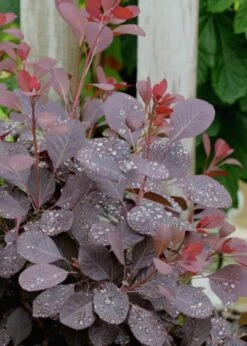 Winecraft Black Smokebush (Cotinus Coggygria) - 3 Gallon Pot 4 Winecraft Black Smokebush (Cotinus Coggygria) - 3 Gallon Pot -Garden Plant Shop Smokebush Winecraft Black 6 1