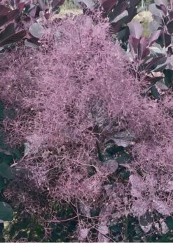 Winecraft Black Smokebush (Cotinus Coggygria) - 3 Gallon Pot 5 Winecraft Black Smokebush (Cotinus Coggygria) - 3 Gallon Pot -Garden Plant Shop Smokebush Winecraft Black 9 1