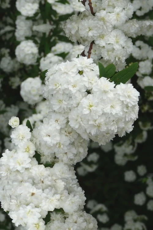 Double Reeves Bridal Wreath Spirea - 1 Gallon Pot Double Reeves Bridal Wreath Spirea - 1 Gallon Pot -Garden Plant Shop Spirea Double Reeves 3