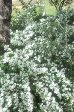 Double Reeves Bridal Wreath Spirea - 1 Gallon Pot 4 Double Reeves Bridal Wreath Spirea - 1 Gallon Pot -Garden Plant Shop Spirea Double Reeves 4
