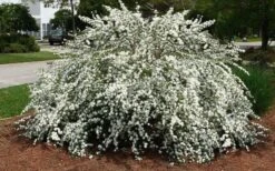 Reeves Bridal Wreath Spirea - 6 Pack Of 1 Gallon Pots 4 Reeves Bridal Wreath Spirea - 6 Pack Of 1 Gallon Pots -Garden Plant Shop Spirea Reeves 7 1