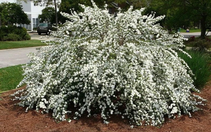 Reeves Bridal Wreath Spirea - 6 Pack of 1 Gallon Pots Reeves Bridal Wreath Spirea - 6 Pack Of 1 Gallon Pots -Garden Plant Shop Spirea Reeves 7 1
