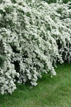 Double Reeves Bridal Wreath Spirea - 1 Gallon Pot 5 Double Reeves Bridal Wreath Spirea - 1 Gallon Pot -Garden Plant Shop Spirea Reeves 8 2