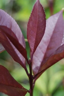 Apricot Echo Tea Olive - Osmanthus Fragrans Aurantiacus - 3 Gallon Pot 4 Apricot Echo Tea Olive - Osmanthus Fragrans Aurantiacus - 3 Gallon Pot -Garden Plant Shop Tea Olive Apricot Echo 4