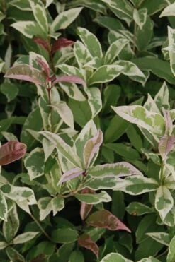 Pink Flush Variegated Tea Olive (Osmanthus Fragrans 'Yinbi Shuanghui') - Quart Pot -Garden Plant Shop Tea Olive Yinbi Shuanghui Variegated 2 4