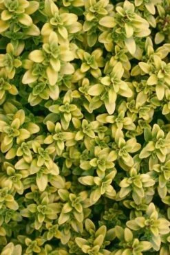 Archers Gold Lemon Thyme - Thymus Citriodorus - 10 Pack Of Pint Pots 4 Archers Gold Lemon Thyme - Thymus Citriodorus - 10 Pack Of Pint Pots -Garden Plant Shop Thyme Archers Gold Rev 500x750 2