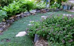 Elfin Creeping Thyme (Thymus Serpyllum 'Elfin') - 5 Pack Of Quart Pots 3 Elfin Creeping Thyme (Thymus Serpyllum 'Elfin') - 5 Pack Of Quart Pots -Garden Plant Shop Thyme Elfin 10 3