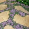 Elfin Creeping Thyme - Thymus Serpyllum Elfin - 6 Pack Of 3.5" Pint Pots