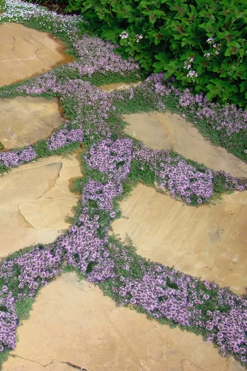 Elfin Creeping Thyme (Thymus serpyllum 'Elfin') - 5 Pack of Quart Pots Elfin Creeping Thyme (Thymus Serpyllum 'Elfin') - 5 Pack Of Quart Pots -Garden Plant Shop Thyme Elfin 15 3