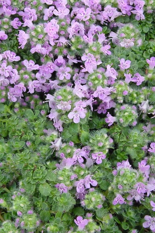 Elfin Creeping Thyme (Thymus serpyllum 'Elfin') - 5 Pack of Quart Pots Elfin Creeping Thyme (Thymus Serpyllum 'Elfin') - 5 Pack Of Quart Pots -Garden Plant Shop Thyme Elfin BS 3