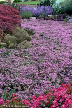 Pink Chintz Thyme - Thymus Serpyllum - 6 Pack Of Pint Pots -Garden Plant Shop Thyme Pink Chintz 10 3