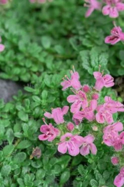 Creeping Mother Of Thyme (Thymus Serpyllum) - 5 Pack Of Quart Pots -Garden Plant Shop Thyme Pink Chintz 5 1