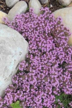 Pink Chintz Thyme - Thymus Serpyllum - 5 Pack Of Quart Pots -Garden Plant Shop Thyme Red Creeping 12 4