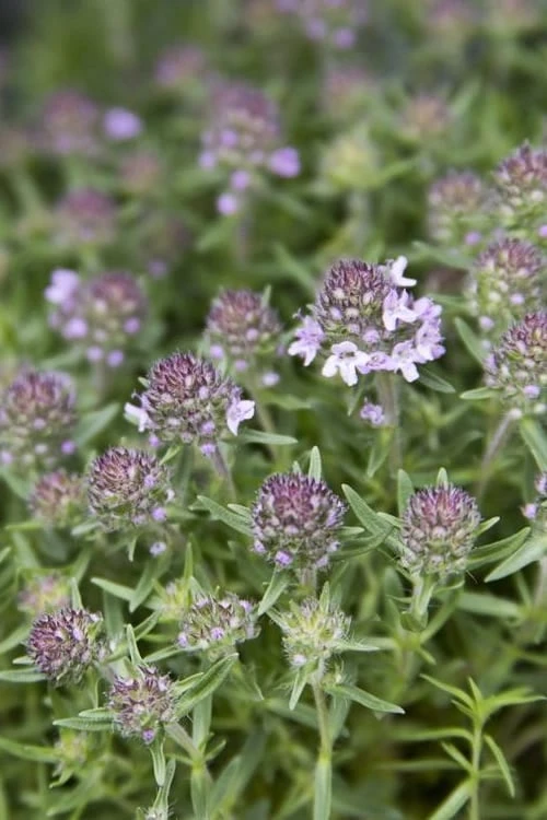 Spicy Orange Thyme - 6 Pack of Pint Pots Spicy Orange Thyme - 6 Pack Of Pint Pots -Garden Plant Shop Thyme Spicy Orange 10
