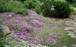 Splendens Purple Creeping Thyme - (Thymus Praecox) - 5 Pack Of Quart Pots -Garden Plant Shop Thymus Praecox Splendens 1