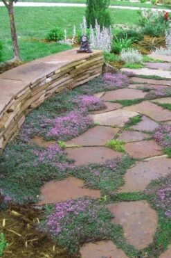 Splendens Purple Creeping Thyme - (Thymus Praecox) - 5 Pack Of Quart Pots -Garden Plant Shop Thymus Praecox Splendens 3