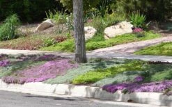 Woolly Creeping Thyme (Thymus Lanuginosis) - 6 Pack Of Pint Pots -Garden Plant Shop Thymus mixture 1