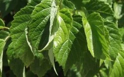 Chicago Luster Arrowwood Viburnum - 1 Gallon Pot -Garden Plant Shop Viburnum Chicago Luster 1