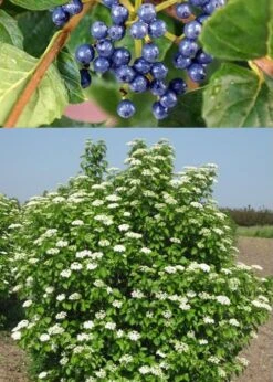 Chicago Luster Arrowwood Viburnum - 1 Gallon Pot -Garden Plant Shop Viburnum Chicago Luster 3