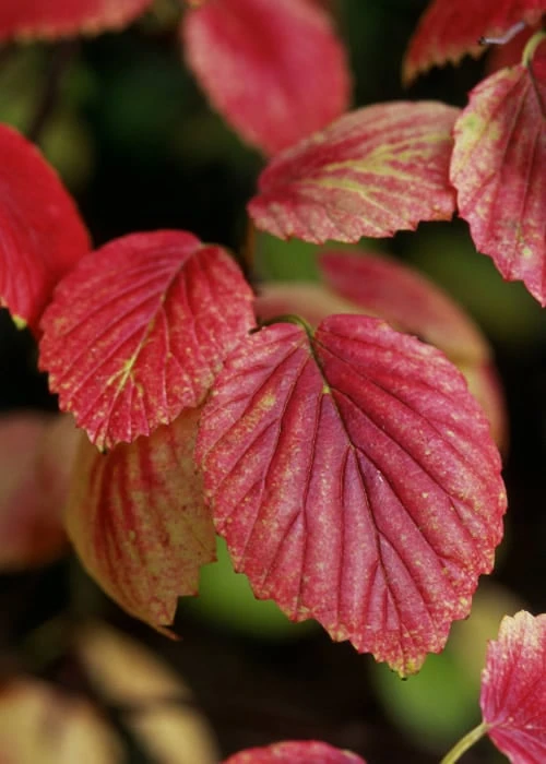 Chicago Luster Arrowwood Viburnum - 3 Gallon Pot Chicago Luster Arrowwood Viburnum - 3 Gallon Pot -Garden Plant Shop Viburnum Chicago Luster 4 1