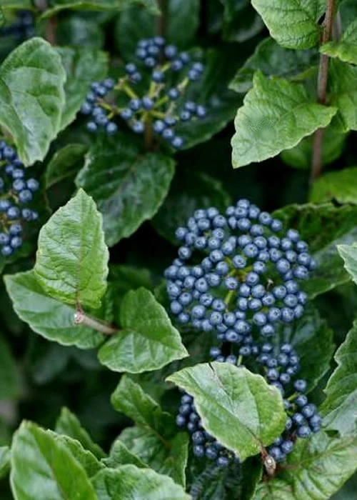 Chicago Luster Arrowwood Viburnum - 3 Gallon Pot Chicago Luster Arrowwood Viburnum - 3 Gallon Pot -Garden Plant Shop Viburnum Chicago Luster 5 2