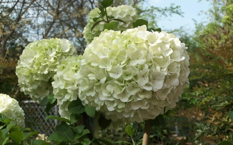Chinese Snowball Viburnum Bush - 3 Gallon Pot Chinese Snowball Viburnum Bush - 3 Gallon Pot -Garden Plant Shop Viburnum Chinese Snowball Bloom Green 1