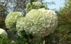 Chinese Snowball Viburnum Bush - 1 Gallon Pot -Garden Plant Shop Viburnum Chinese Snowball Bloom Green 2