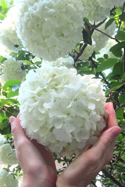 Chinese Snowball Viburnum Bush - 3 Gallon Pot Chinese Snowball Viburnum Bush - 3 Gallon Pot -Garden Plant Shop Viburnum Chinese Snowball Rev 500x750 2