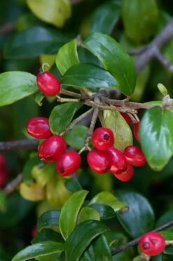 Dwarf Evergreen Snowball Viburnum 'Conoy' - 3 Gallon Pot -Garden Plant Shop Viburnum Conoy 4