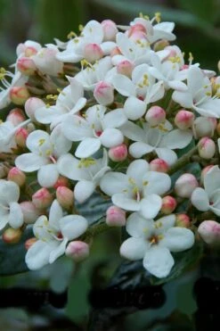 Dwarf Evergreen Snowball Viburnum 'Conoy' - 3 Gallon Pot -Garden Plant Shop Viburnum Conoy 6