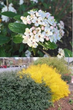 Dwarf Evergreen Snowball Viburnum 'Conoy' - 3 Gallon Pot -Garden Plant Shop Viburnum Conoy 7