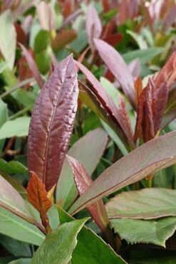 Coppertop Sweet Viburnum - 2 Gallon Pot -Garden Plant Shop Viburnum Coppertop 3