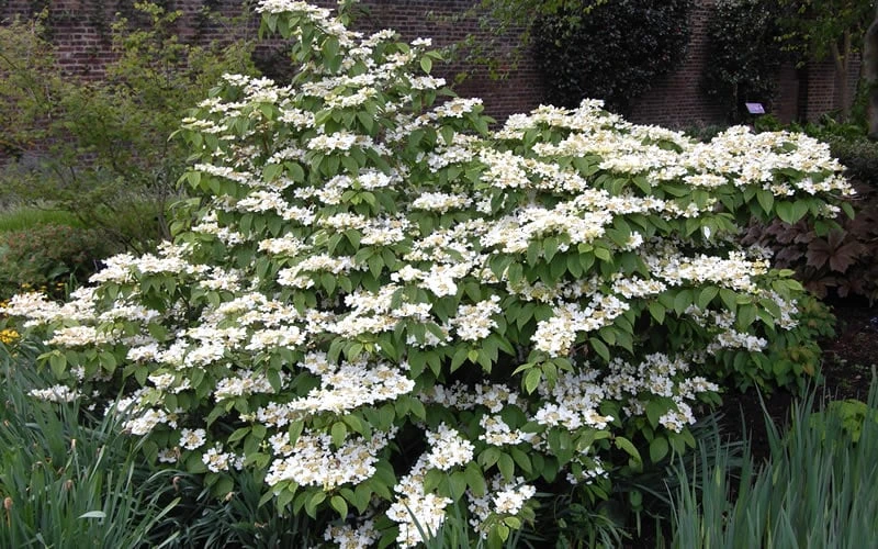 Mariesii Doublefile Viburnum - 3 Gallon Pot Mariesii Doublefile Viburnum - 3 Gallon Pot -Garden Plant Shop Viburnum Mariesii 1 2