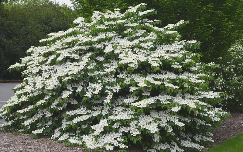 Shasta Doublefile Viburnum - 1 Gallon Pot Shasta Doublefile Viburnum - 1 Gallon Pot -Garden Plant Shop Viburnum Shasta 5 2