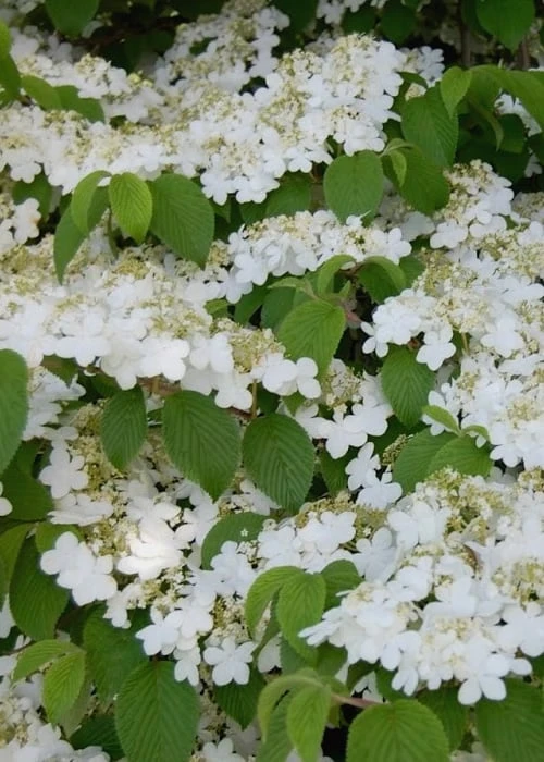 Shasta Doublefile Viburnum - 1 Gallon Pot Shasta Doublefile Viburnum - 1 Gallon Pot -Garden Plant Shop Viburnum Shasta 6 2