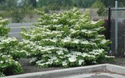 Shasta Doublefile Viburnum - 1 Gallon Pot 4 Shasta Doublefile Viburnum - 1 Gallon Pot -Garden Plant Shop Viburnum Shasta 8 2