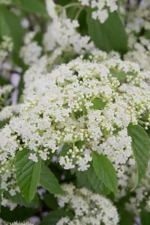 Snow Joey Viburnum - 2 Gallon Pot Snow Joey Viburnum - 2 Gallon Pot -Garden Plant Shop Viburnum Snow Joey 1 1