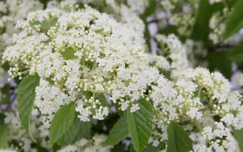 Snow Joey Viburnum - 2 Gallon Pot Snow Joey Viburnum - 2 Gallon Pot -Garden Plant Shop Viburnum Snow Joey 2 1