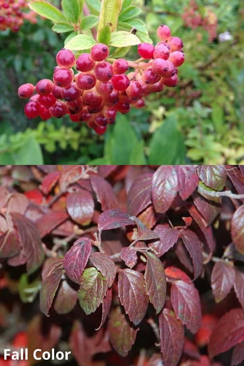 Snow Joey Viburnum - 2 Gallon Pot Snow Joey Viburnum - 2 Gallon Pot -Garden Plant Shop Viburnum Snow Joey 5 1