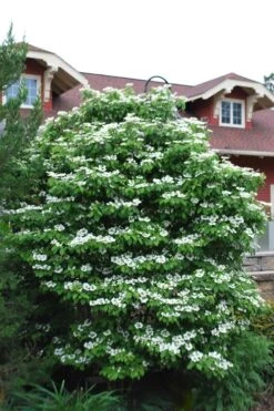Summer Snowflake Viburnum - 1 Gallon Pot -Garden Plant Shop Viburnum Summer Snowflake 20 1