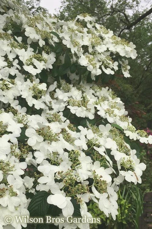 Summer Snowflake Viburnum - 6 Pack of 1 Gallon Pots Summer Snowflake Viburnum - 6 Pack Of 1 Gallon Pots -Garden Plant Shop Viburnum Summer Snowflake 21 500x750 1