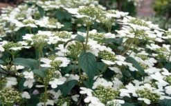 Summer Snowflake Viburnum - 3 Gallon Pot -Garden Plant Shop Viburnum Summer Snowflake 3 1