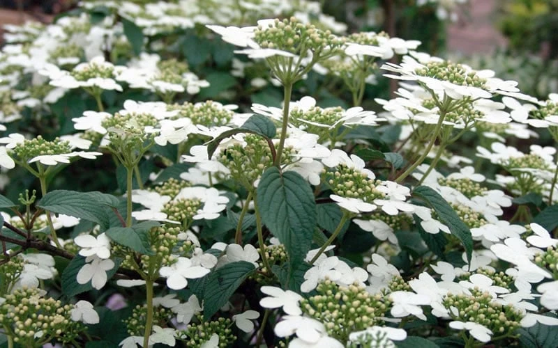 Summer Snowflake Viburnum - 6 Pack of 1 Gallon Pots Summer Snowflake Viburnum - 6 Pack Of 1 Gallon Pots -Garden Plant Shop Viburnum Summer Snowflake 3