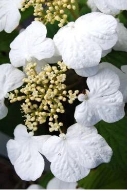 Summer Snowflake Viburnum - 3 Gallon Pot -Garden Plant Shop Viburnum Summer Snowflake 30