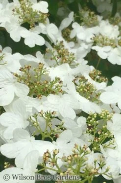 Summer Snowflake Viburnum - 6 Pack Of 1 Gallon Pots 5 Summer Snowflake Viburnum - 6 Pack Of 1 Gallon Pots -Garden Plant Shop Viburnum Summer Snowflake 31