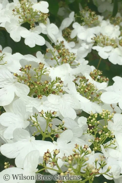 Summer Snowflake Viburnum - 6 Pack of 1 Gallon Pots Summer Snowflake Viburnum - 6 Pack Of 1 Gallon Pots -Garden Plant Shop Viburnum Summer Snowflake 31
