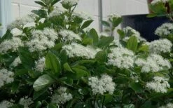 Winterthur Viburnum - 3 Gallon Pot 3 Winterthur Viburnum - 3 Gallon Pot -Garden Plant Shop Viburnum Winterthur 11 1