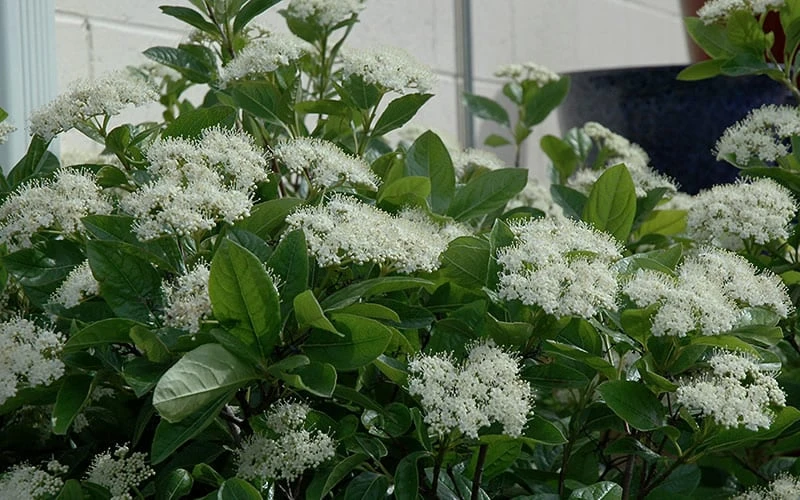 Winterthur Viburnum - 3 Gallon Pot Winterthur Viburnum - 3 Gallon Pot -Garden Plant Shop Viburnum Winterthur 11 1